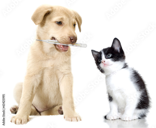 Fototapeta puppy and kitten