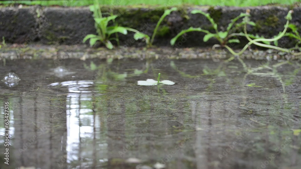 green leaf fall on puddle water after rain green leaf fall on puddle water after rain