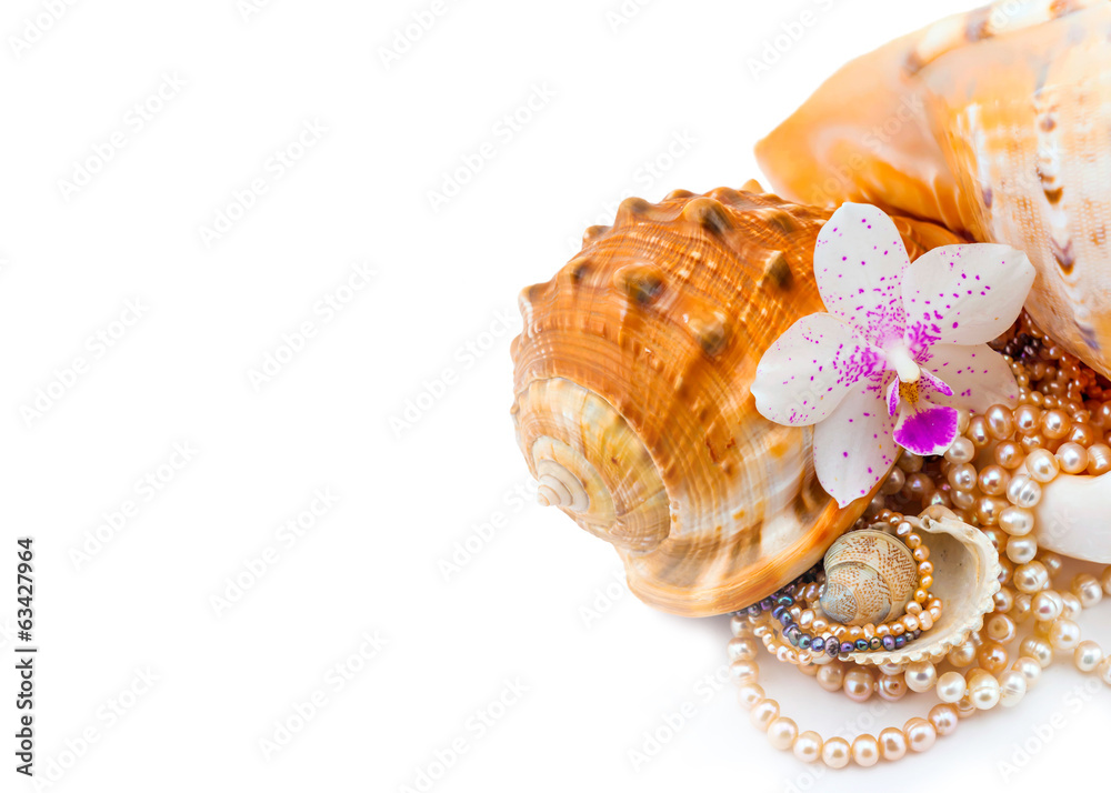 shell with pearls on white background