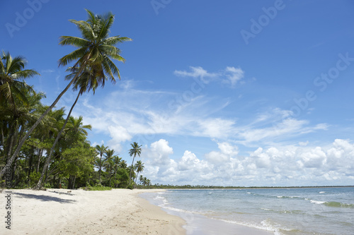 Palm Trees Empty Tropical Brazilian Beach