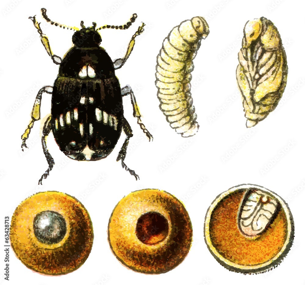 Insect pest Pea weevil (Bruchus pisorum).