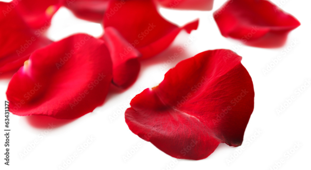 Beautiful red rose petals, isolated on white