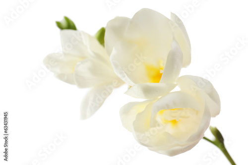 Fototapeta Naklejka Na Ścianę i Meble -  Beautiful freesia flowers, isolated on white