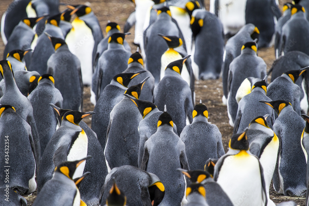 Obraz premium Colony Of King Penguins In Bluff Cove