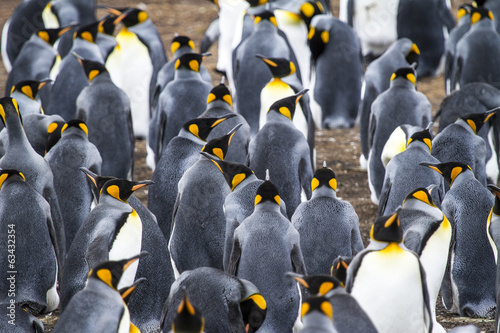 Colony Of King Penguins In Bluff Cove