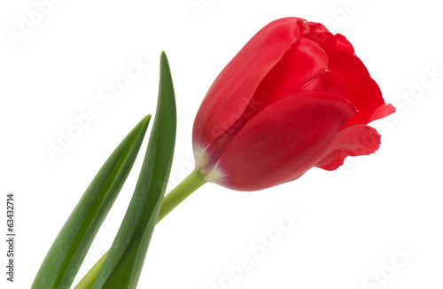 Fototapeta Naklejka Na Ścianę i Meble -  Tulip flower
