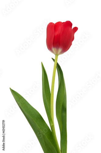 Fototapeta Naklejka Na Ścianę i Meble -  Tulip flower