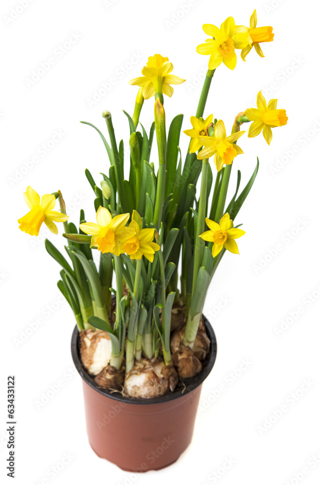 daffodils in a flower pot daffodils in a flower pot
