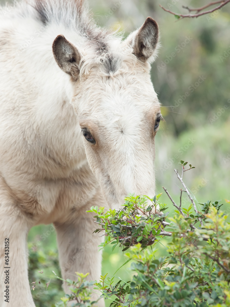 Obraz premium portait of cream foal at freedom.