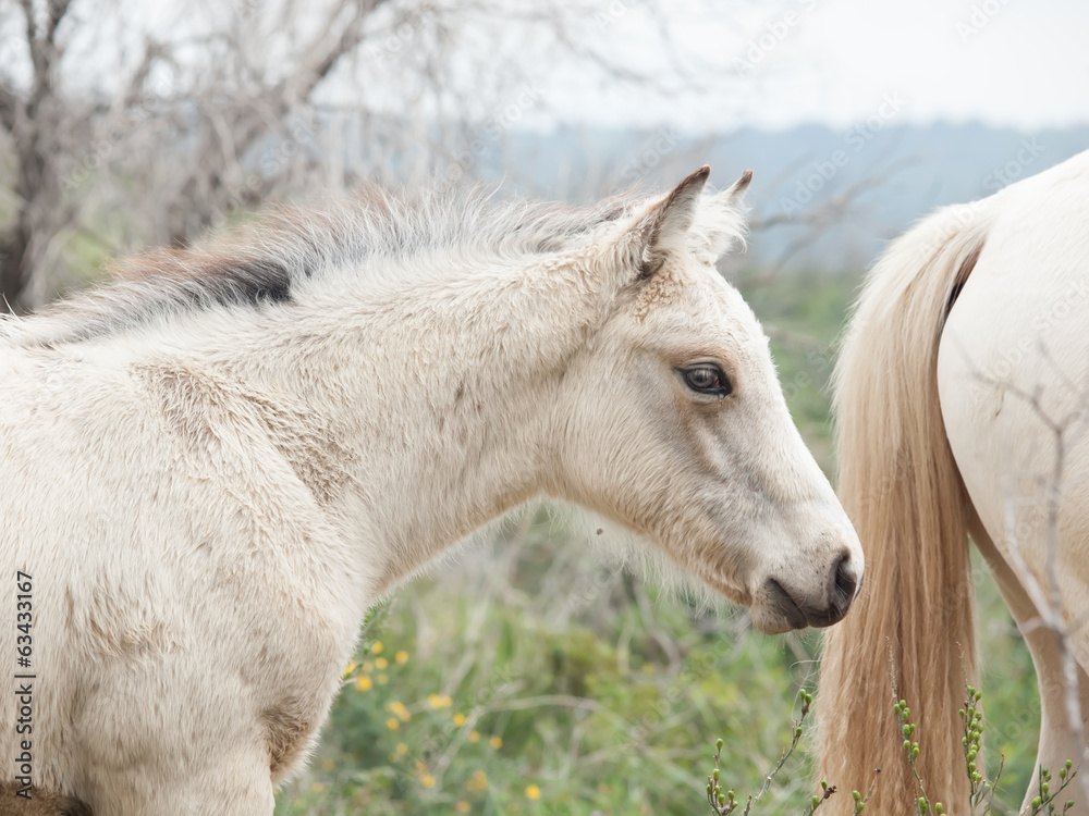 cream foal at freedom cream foal at freedom