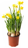 daffodils in a flower pot