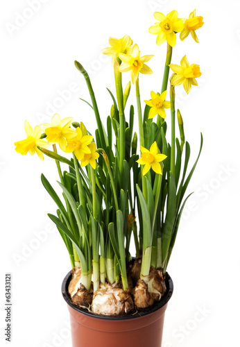 daffodils in a flower pot
