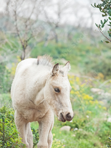 cream foal at freedom in mountain