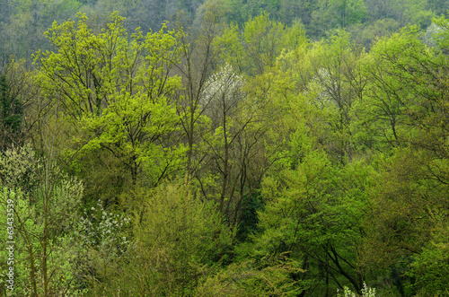 Forest in spring