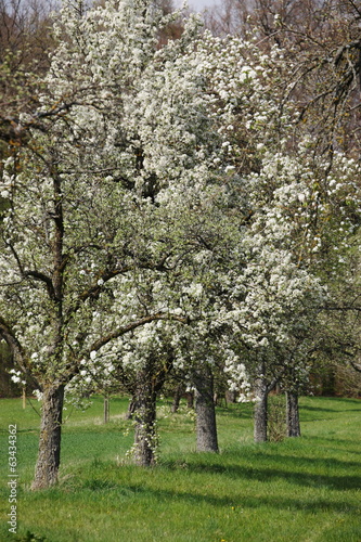 Streuobstblüte am Schönbuchrand