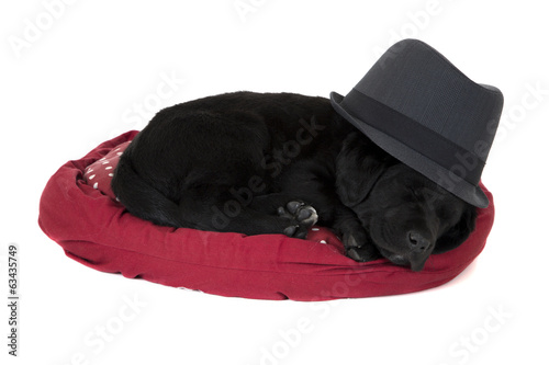 cute  black labrador puppy sleeping wearing a black hat © sixdays
