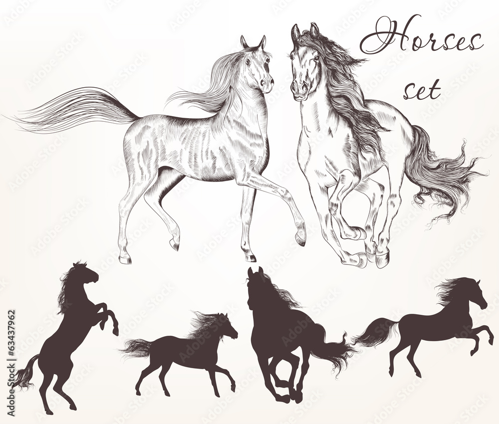 Fototapeta Collection of vector hand drawn horses