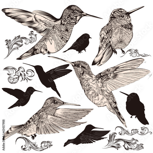 Collection of vector high detailed humming birds
