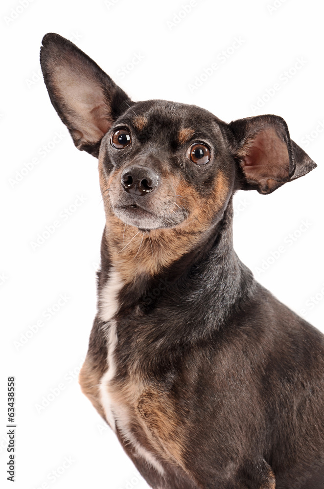 Close-up of a chihuahua on a white background