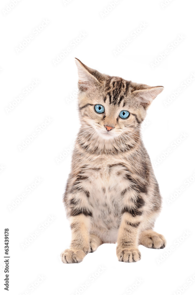 Obraz premium sad blue-eyed tabby kitten