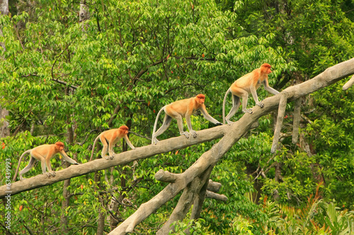 Proboscis monkeys on a tree, Borneo, Malaysia photo