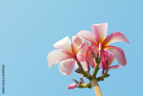 pink plumeria sky background