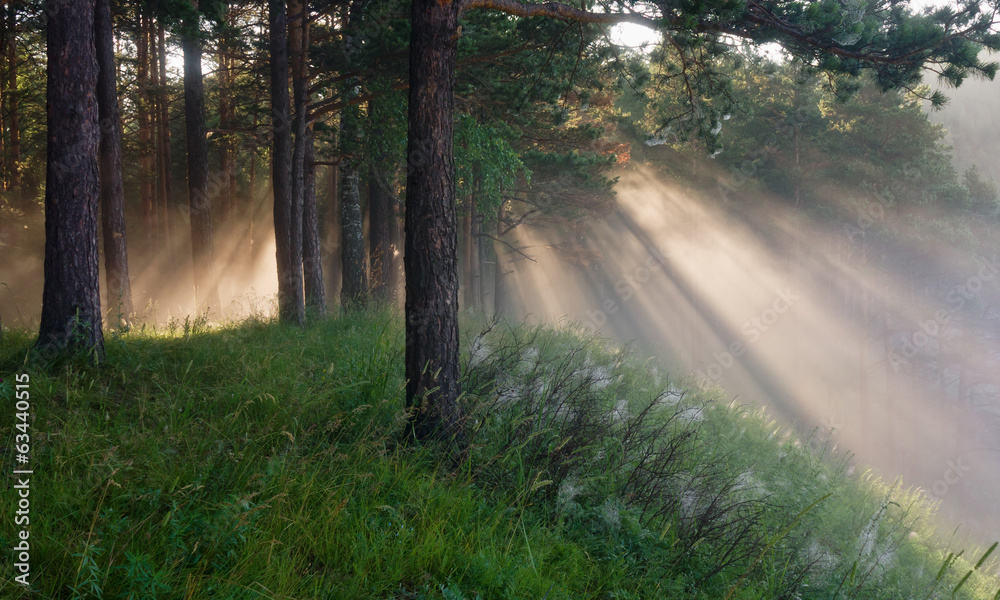 Obraz premium the sun's rays in a pine forest