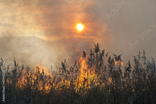 Fire in the reeds. Dried reeds growing in the fire at sunset.