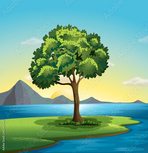 A tree near the ocean