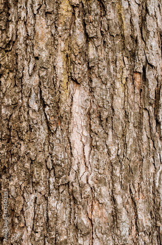 Old Wood Tree Texture Background Pattern