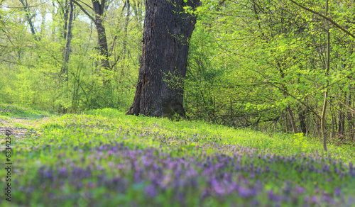 Spring foliage and wild flowers in the forest