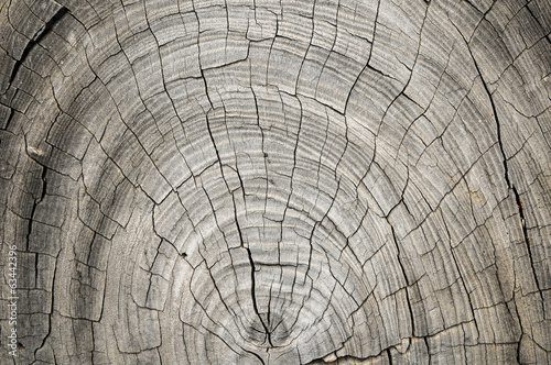 Wood Pattern Trunk Texture photo