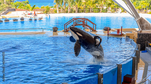 A killer whale getting out of water during a water show