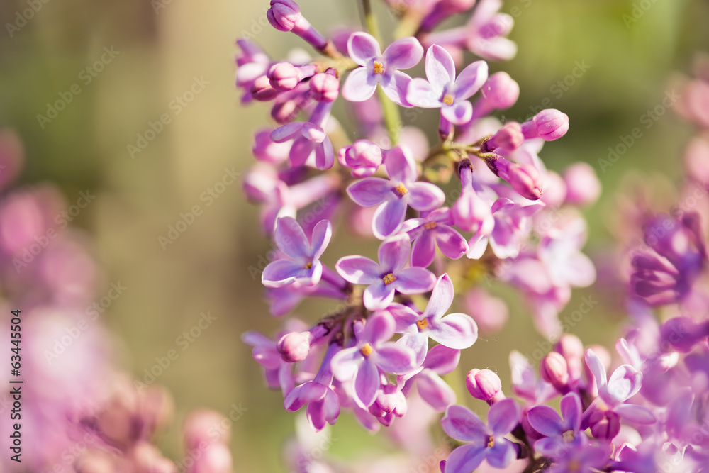 Fragrant lilac blossoms (Syringa vulgaris). Fragrant lilac blossoms (Syringa vulgaris).