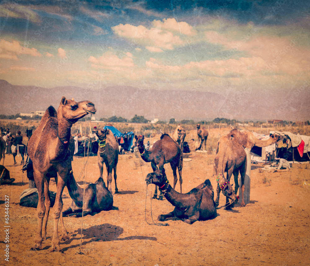 Fototapeta premium Camels at Pushkar Mela (Pushkar Camel Fair), India