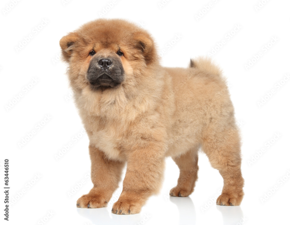 Chow chow puppy Chow chow puppy