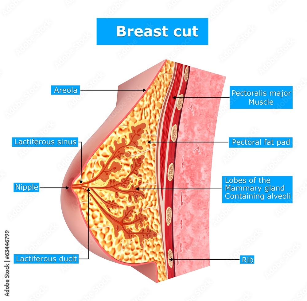 Anatomy of female breast with name Stock Illustration