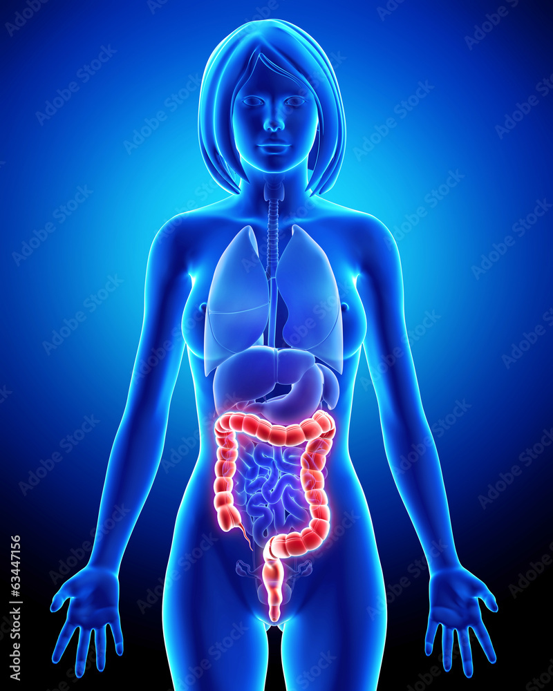 Anatomy of Female digestive system Stock Photo Adobe Stock
