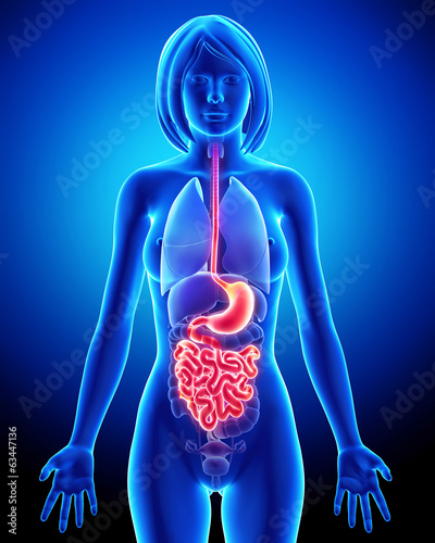 Anatomy of female digestive system photo