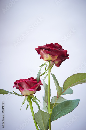 Fototapeta Naklejka Na Ścianę i Meble -  roses