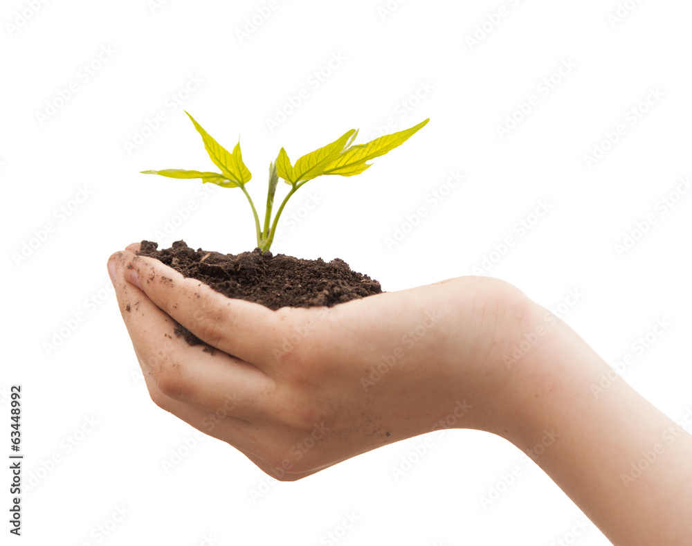 Boy hands holding young plant isolated on a white Boy hands holding young plant isolated on a white