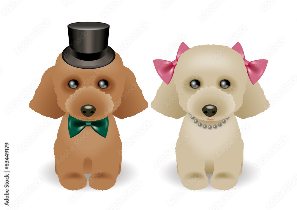 Toy Poodle Toy Poodle