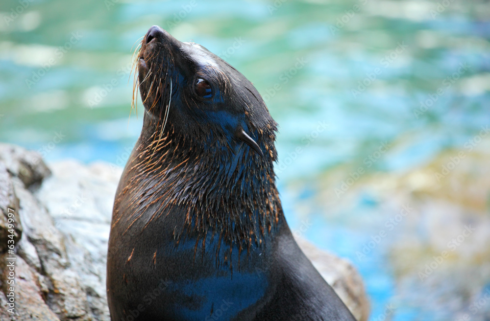Fototapeta premium Sea lion