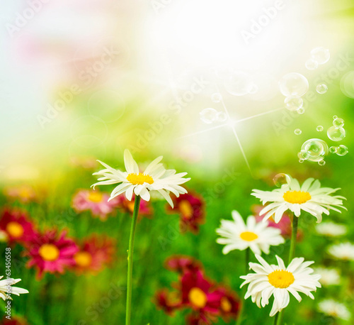 Beautiful flowers on white meadow