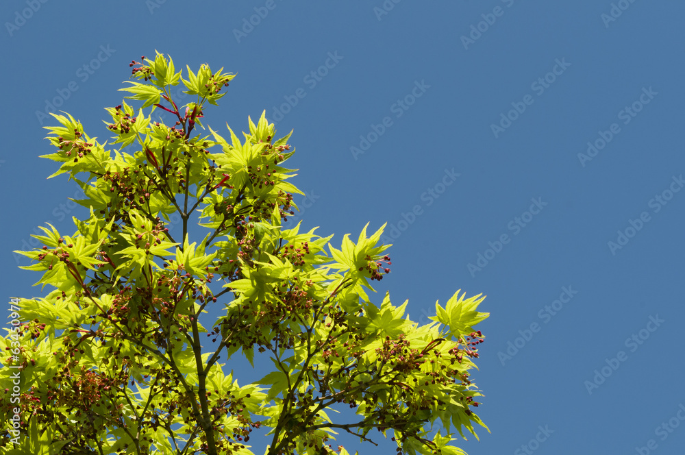 Maple tree new leaves and flower buds Maple tree new leaves and flower buds