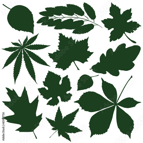 leaves