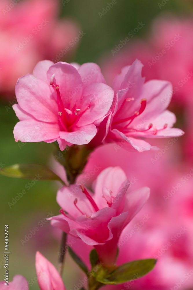 Obraz premium spring time