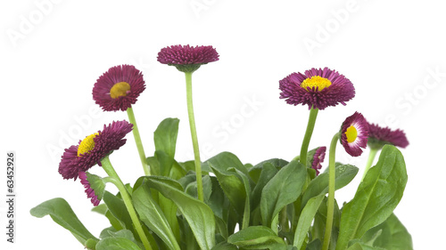 Bellis flowers isolated on white background photo