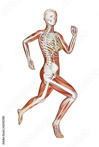 Female runner anatomy © Mopic
