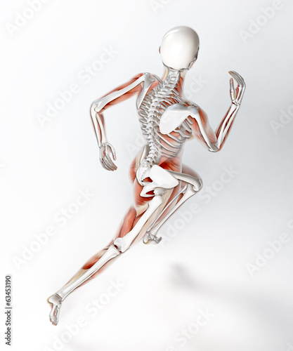 Female runner anatomy